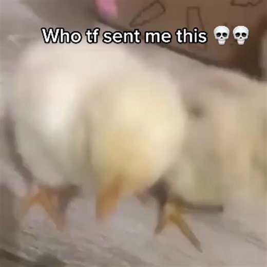 Funny Birds Compilation | Hilarious Bird TikTok Videos