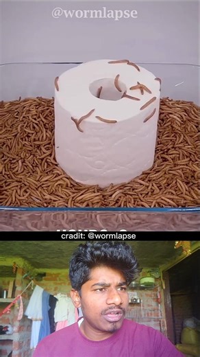 tissue paper eating challange 🪳