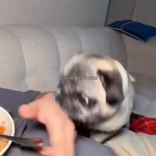 Pug Lovers 💞 on Instagram: "He didn’t steal it… he just rescued it from his owner 😂 Follow us @pug_loverpage - - - Credit: 📸: @cyrilschr (All rights® are reserved & belong to their respective owners,, DM us if any issues) - - #pug #pug_loverpage #puglove #pugs #puglife #pugpuppies #pugclub #pugloversclub #pugfamily #pugsoftheday #pugsarethebest #pugstuff #puggy #pugmodel #dog#dogsofinstagram #pugsofinstagram #WeeklyFluffy#puglove #pugs #dog #dogsofinstagram #pugstagram #d