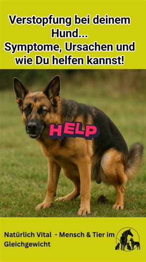 Verstopfung beim Hund – Symptome, Ursachen und richtige Maßnahmen Verstopfung ist kein harmloses „bisschen harter Kot“, sondern kann ernsthafte Folgen haben – bis hin zum Darmverschluss. Wer früh erkennt, kann schnell helfen. Häufige Ursachen • Ballaststoffarme oder zu knochenreiche Ernährung • Zu wenig Wasser • Bewegungsmangel • Stress, Angst, Routineänderungen • Alter, Darmkrankheiten, vergrößerte Prostata • Verschluckte Fremdkörper (Spielzeug, Haare, Knochen) • Nebenwirkungen von Medikamenten