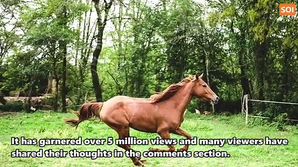 4 Days After This Horse Gave Birth To Rare Twins, The Footage Of Her Babies Swept The Internet