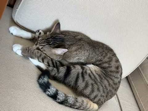 🤯 Bending Over Backward! Can You Beat This Sit-and-Reach Champion? 🏆