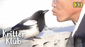 Reason Why Smart Magpie Kkabong Couldn't Fly But Hop.. Isn't it amazing how smart and adorable a magpie can be? Look at Kkabong! But... why wouldn't he fly? He'd hop around but fly. Watch and find out the reason! *More videos of Into The Wild: https://bit.ly/intoThewild *Follow Kritter klub to brighten up your feed with daily animal videos❣ *Videos Available in English and 14 other languages on our Youtube! | Kritter klub