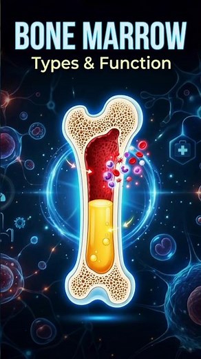 Bone Marrow Types and Function Easy Explain.