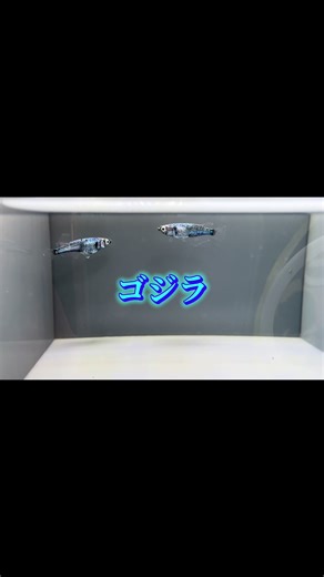 先日、稲めだかさん🌾の販売会で山裕メダカさんブリードのゴジラをお迎えする事が出来ました😆 お迎えしてから1週間で卵つけてくれました🤲 めちゃくちゃ良い子達をありがとうございます🌾 また本日、個人的に山裕メダカさんの墨狼もお迎えしたので少しだけ📸🤣 @稲めだか🌾SH🏬 @yamahiromedaka #ゴジラ #めだか #メダカのいる暮らし #メダカ好きと繋がりたい