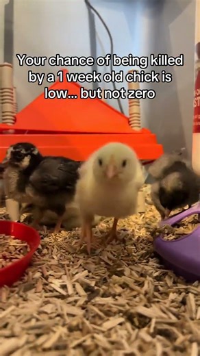 Death by baby chicken… #chicken #chick #chickensoftiktok