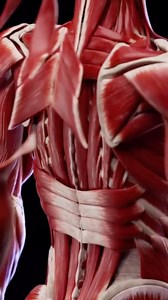 The muscular system encompasses all the muscles of the body. It makes up about 40% of total body weight and serves many functions such as mobility, thermogenesis and digestion. Based on which type of muscle tissue they contain. Muscular system, which includes all types of muscles in the body. Skeletal muscles, in particular, are the ones that act on the body joints to produce movements. Besides muscles, the muscular system contains the tendons which attach the muscles to the bones. The skeletal 