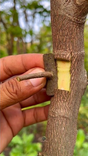 wonderful grafting practice tips sir 🌱 #grafting #garden #nature #plants #craft #diy #tree #birds