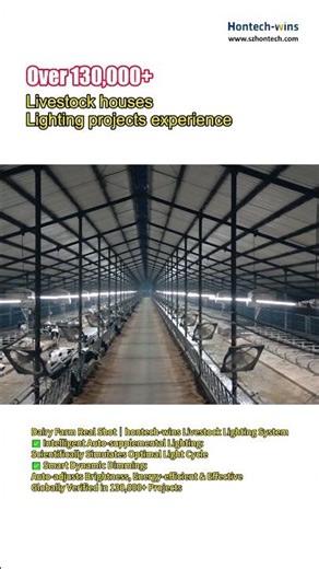 Brighter Light, More Milk?#DairyFarm #SmartLighting #MilkProduction