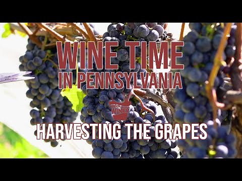 Harvesting the Grapes | Wine Time in Pennsylvania Episode 5