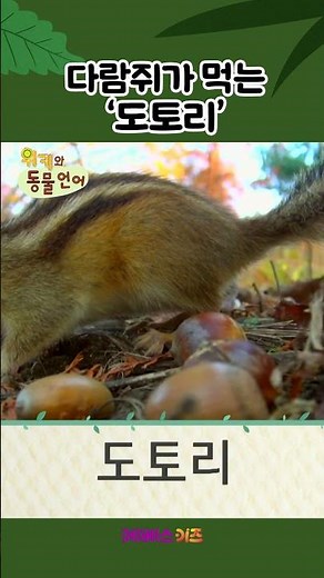 다람쥐가 제일 좋아하는 먹이는? 바로 도토리!ㅣ1분 한글 배우기ㅣ위키와 동물언어ㅣKBS 방송