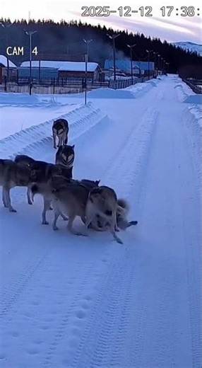 CCTV Captures Terrifying Moment: Wolves Drag Dog Away in Siberian Village