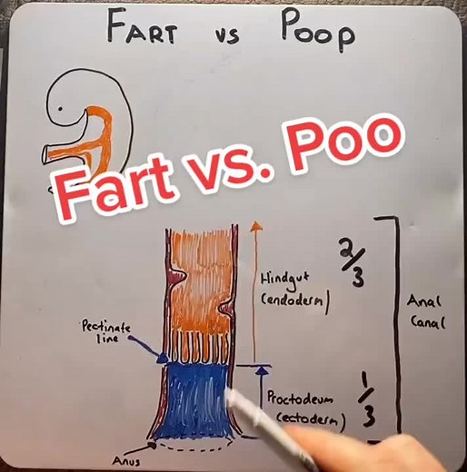 How does your butt know the difference between a Fart and a Poo? #meded #medtiktok #medicine #scicomm #fart #poo #drmattanddrmike