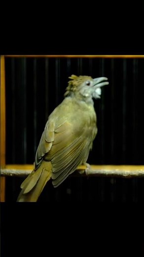 KAPAS TEMBAK GACOR NGEBREN NEMBAK PANJANG - 044 #kapastembak #birds #kapastembakgacor