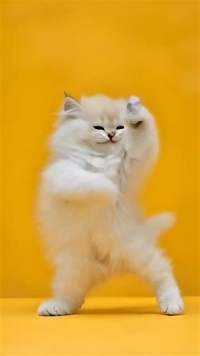 Cat dance flood vibes #cat #catdance