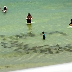 Les images, enregistrées sur une plage de Floride aux Etats-Unies, montrent les raies s'approcher des personnes près du bord. | RegardeCetteVideo