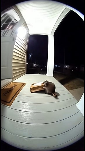 Raccoon Package Thief Gets Caught in 4K 😂📦🐾”
