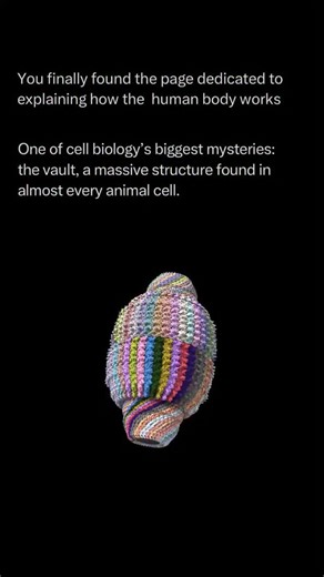 The Human Body 🧬 on Instagram: "Follow @explainingthebody to learn everything about the human body one post at a time 🧠⚙️ The most enigmatic structure in cell biology is undoubtedly the Vault. Despite being discovered 40 years ago and existing within nearly every cell of every animal on the planet, these giant, barrel-shaped structures are often missing from science textbooks. Vaults are essentially massive, hollow shells made of protein that are significantly larger than ribosomes. Their stru
