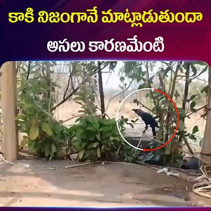 Does a crow really talk.. What is the real reason | Suman TV Interviews