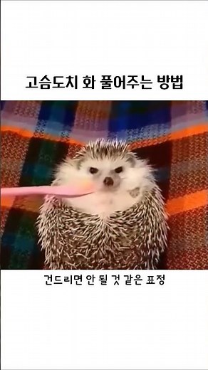 고슴도치 화 풀어주는 방법