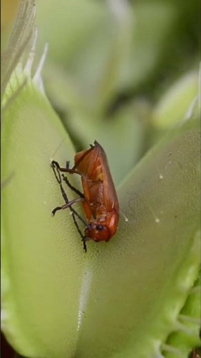 Venus Flytrap catching