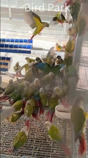 A group of sun parakeets #birds #parrot #sunparakeet