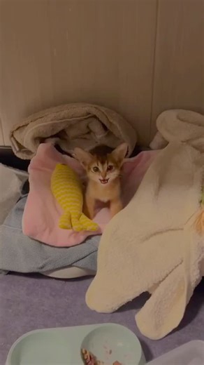 cattos on Instagram: "Follow(@cattos.jpeg - 在日本，研究人员正利用智能人行道将日常活动转化为清洁能源⚡。这些道路内嵌特殊的压电材料，可以从行人的脚步中收集动能。当人们行走、奔跑或跳跃时，路面会轻微变形，从而产生机械压力。压电晶体将这种压力转化为电能🪫。这些能量可用于照亮路灯、为公共显示屏供电，甚至监测行人流量。 这种技术不仅减少了能源浪费，还展示了未来城市的无限可能🌍。在东京、京都等城市的试验区，人们的每一步都在为绿色地球贡献力量💚。科技让生活更环保，也让每一个脚步更有意义✨ #日本 #科技 #创新 #可持续 #绿色能源 未来城市 环保 知识 事实 推荐 你知道吗 技术 实验 热门"