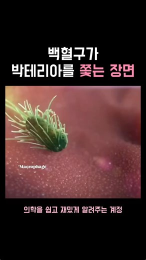 생물학 | 의학 | 건강 모음집 on Instagram: "당신의 몸속에서는 아주 작은 전장이 끊임없이 벌어지고 있습니다. 가장 강력한 면역세포 중 하나인 대식세포(macrophage)가 위험한 박테리아를 발견하는 순간, 즉시 사냥 모드로 전환합니다. 🙌 대식세포의 추적은 이런 과정으로 이루어진 고도로 조직된 면역 반응이에요! / 화학주성(Chemotaxis) – 박테리아가 방출하는 화학 신호를 감지 / 감염 부위로 이동 / 침입자 인식 / 식세포작용(Phagocytosis)을 통해 포획하고 분해 🙌 대식세포의 역할이 뭔가요?? 🛡️ 1차 방어선 🧹 병원체와 죽은 세포를 제거하는 청소부 📢 다른 면역세포들에게 위험을 알리는 전달자 🧬 염증 반응과 조직 회복의 핵심 주체 이런 미시적인 드라마는 당신이 알아채지 못하는 사이에도 매일 수천 번씩 일어나고 있습니다. 조용하지만 끊임없이 우리를 지켜주는 이 놀라운 생물학적 시스템에 잠시 감사해 볼 만하지 않을까요?"