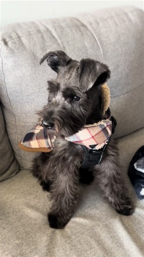 got my first big boy haircut! #minischnauzer #puppy #puppylove #dogsoftiktok #fyp