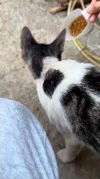 Pano mag thank you ang pusang masaya? Ming, pasalamat tayo kay Aozi for the catfood :) #animallovers
