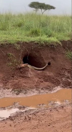 When the Hunt Goes Completely Wrong