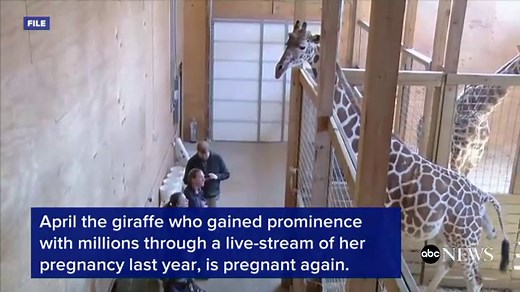 April the giraffe is pregnant again