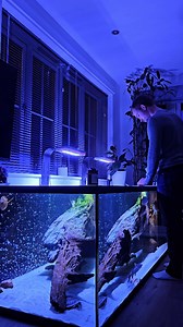 Another night time feed for the monster fish mega tank. This tank just lights up the room. - Monster fish MEGA tank- ⚫️ Water change - 40% Once per week ⚫️ Feeding - 1x per day (Prawns & Mussels) ⚫️ Volume - 1620 litres with inbuilt sump filter (8ft x 3ft x 2.5ft) ⚫️ Filter media - 35kg (alfagrog, ceramic, biohome, 2x sponges, and filter fleece ) ⚫️ Aeration: 1.9m Aqua Air Bar (from Aqua Aeration Systems Ltd) with 30lpm ACO-9810 air pump. Full video over on YouTube- "Aquatic Elements" - #aquariu