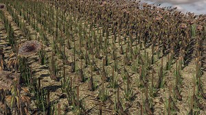 Sunflower Texture v1.0 - FS19 mod - FS19.net