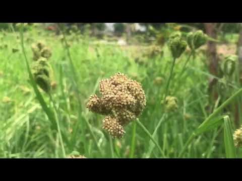 Finger millet (Eleusine coracana)
