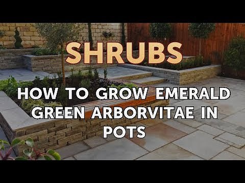 How to Grow Emerald Green Arborvitae in Pots