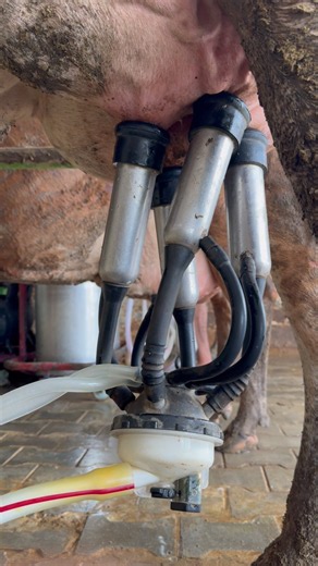 How a Cow Is Milked Step by Step 🐄 | Clean & Hygienic Process