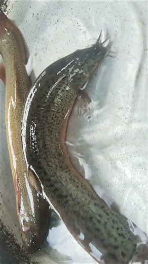 Hot pot eel #fish #carepet