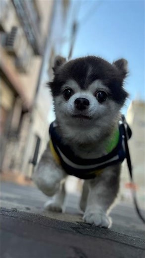 【daily ichi-kun&neko】今週のイチくん&ネコと言う猫