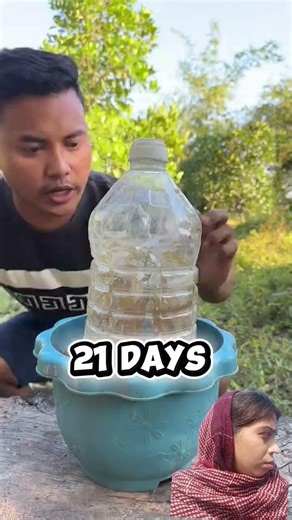 beautiful mango tree 🌱🥭#shorts #grafting #grow #mango #tree