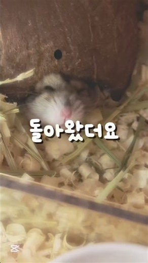 나 돌아왔다요,,🥹#돌아왔어요#접#햄스터#햄스터계#햄스터 밥#햄스터밥주기#hamster#햄스터 귀여워#햄토피아#추천추천추천추천추천추천추천추천추천추천추천추천추천추천추천추천추천추천