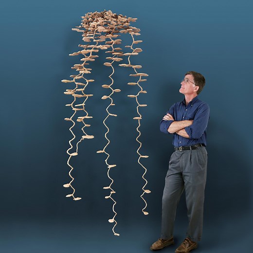 The Incredible Secret Science of Ants’ Underground Cities: How Ants Build Amazingly Complex and Stable Structures