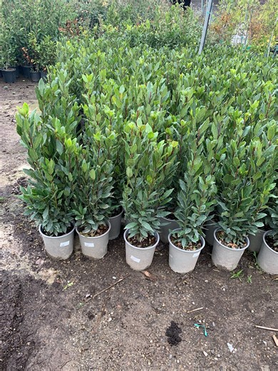 Laurus Nobilis, Alloro - vaso Ø 18 cm H 90-100