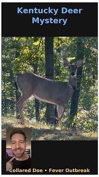 Kentucky Deer Mystery: Collared Doe During Outbreak #deer #wildlife #animal tracking
