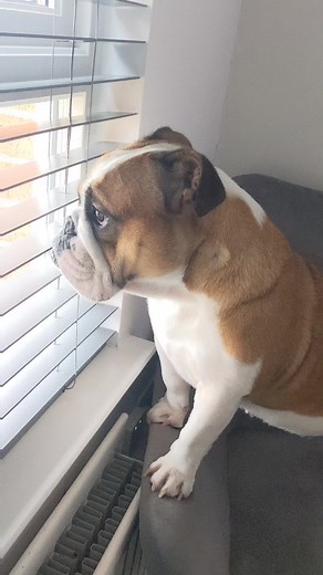 Dog Looking Out the Window Compilation