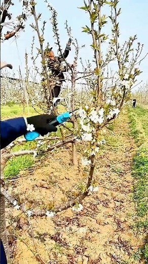 Cherry Blossom Pruning: Smart Thinning with Electric Shears for Bigger Fruit! 🌸✂️