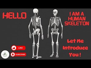 Introduction to Human Skeleton System explained in 3D Animation