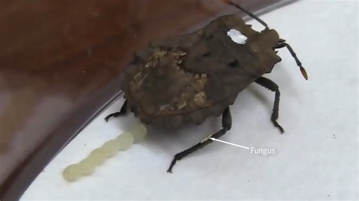 Fungi coat the eggs of stinkbugs, creating a shield that protects the embryos from parasitic wasps, researchers report. Learn more: https://scim.ag/4qrn6QH | Science