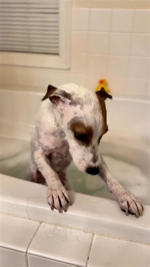 Rub-a-dub-dub, one pup in the tub 🛁🐾 •⁣⁣⁣⁣⁣⁣⁣⁣⁣⁣⁣⁣⁣⁣⁣⁣⁣⁣⁣⁣⁣⁣⁣⁣⁣⁣⁣⁣⁣⁣⁣⁣⁣⁣⁣⁣⁣⁣⁣⁣⁣⁣ 🎥 @lincoln.leash #jackrussell #jackrussellpuppy | Jack Russell Lovers