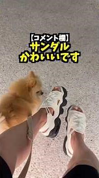 I bought the NIKE Air Max Koko sandals 🐶👍🏻